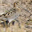 Wilson's Snipe